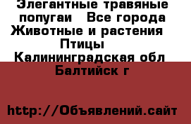 Элегантные травяные попугаи - Все города Животные и растения » Птицы   . Калининградская обл.,Балтийск г.